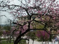 貴陽(yáng)中華幼師職業(yè)學(xué)校2023年怎么樣、好不好
